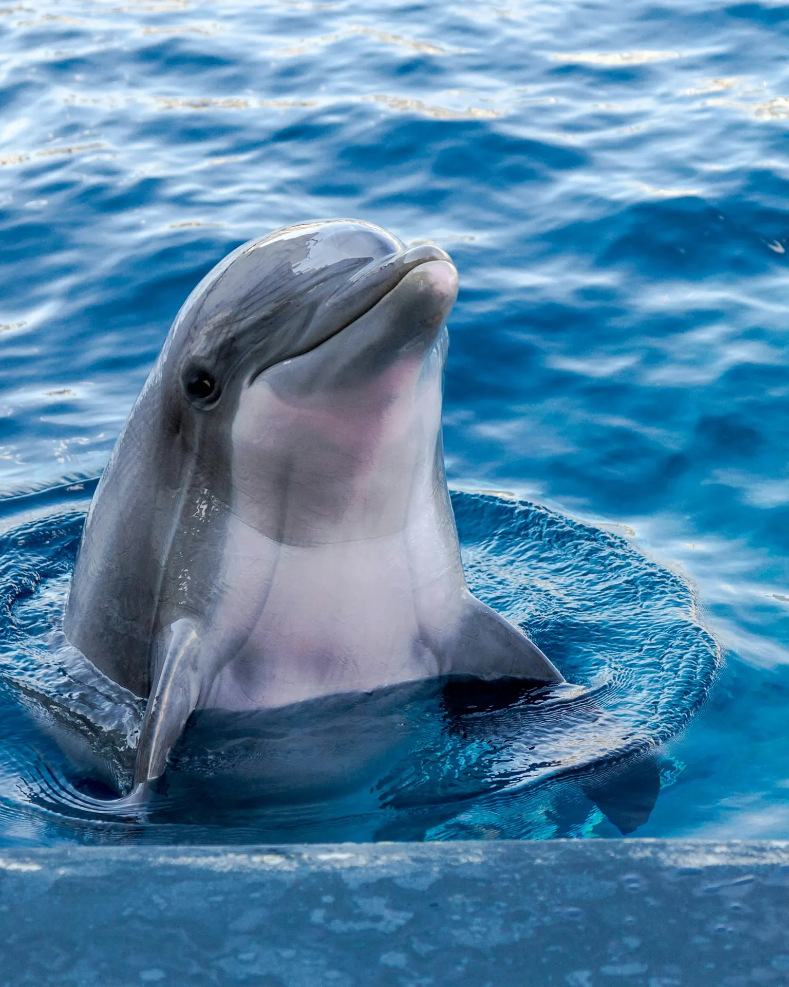 Delfinshow in einem Familienpark bei Alanya
